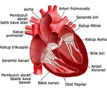 Bagian-bagian jantung
