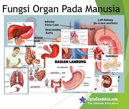 Tubuh dan organ 25 fungsinya manusia Bagian Organ