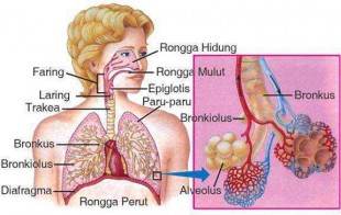 Sistem Pernapasan Manusia Disertai Gambar Dan Fungsinya 4 Sistem Pernapasan Manusia