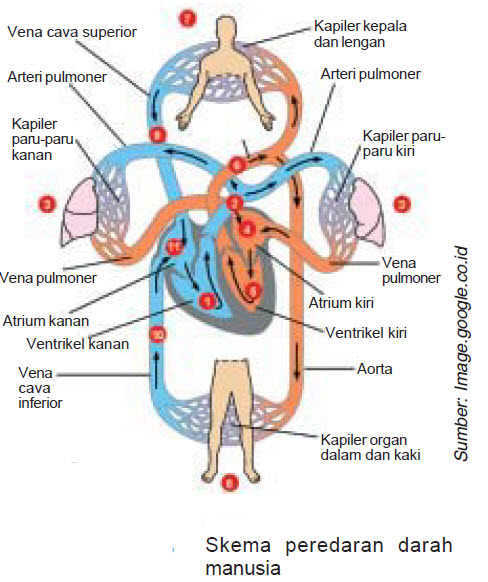 struktur-jantung