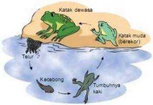metamorfosis katak