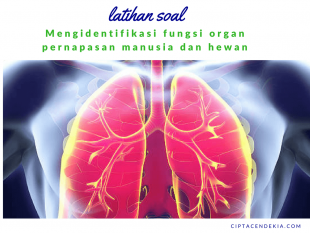 Soal Mengidentifikasi Fungsi Organ Pernapasan Manusia Dan Hewan 4 Soal Mengidentifikasi Fungsi Organ Pernapasan Manusia Dan Hewan